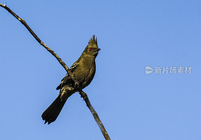 phainopepla或北phainopepla, phainopepla nitens，是主要在热带中美洲的绵蝇科(piliogonatidae)最北的代表。下加利福尼亚南部，墨西哥。